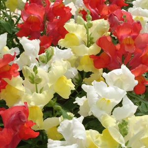 Antirrhinum majus 