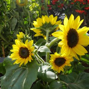 Helianthus annuus 'Suntastic Yellow with Black Center'