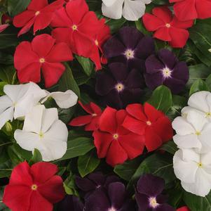 Catharanthus roseus 