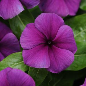 Catharanthus roseus 'PAS1357700'