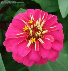 Zinnia elegans 