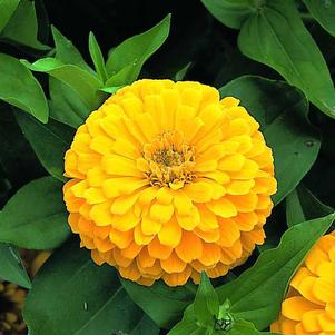 Zinnia elegans 