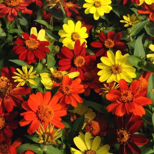 Zinnia marylandica 