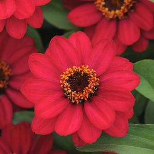 Zinnia marylandica 'PAS951089'