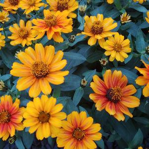 Zinnia marylandica 'PAS951097'