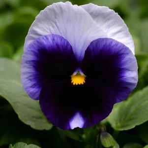 Viola x wittrockiana 'PAS787325'