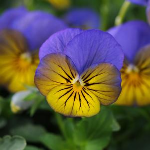 Viola cornuta 'PAS912440'