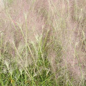 Muhlenbergia capillaris 