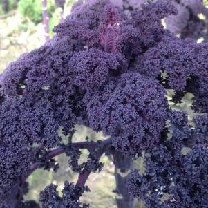 Brassica oleracea 