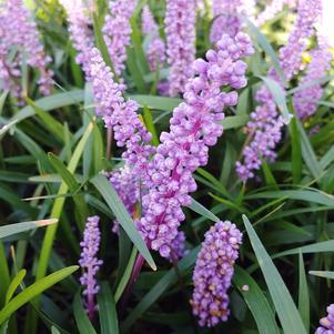 Liriope muscari 'EXC051'