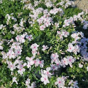 Phlox subulata 'Amazing Grace'