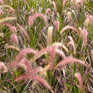 Pennisetum setaceum 'Rubrum'