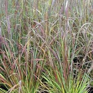 Schizachyrium scoparium 'Standing Ovation'