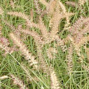 Pennisetum orientale 'Karley Rose'