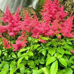 Astilbe x arendsii 'Fireberry'