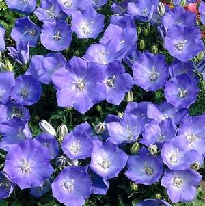 Campanula poscharskyana 'Camgood'