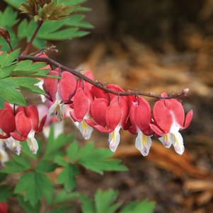 Dicentra spectabilis 'Hordival'