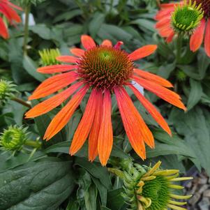 Echinacea x hybrida 'Balsomador'