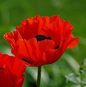 Papaver orientale 'Crimson Red'