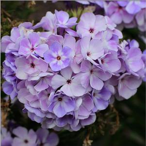 Phlox paniculata 'Flame Blue'