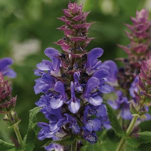 Salvia nemorosa 'Blue Marvel'