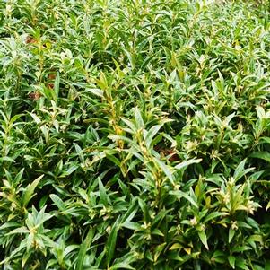 Sarcococca hookeriana var humilis 'Sarsid2'