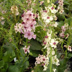 Verbascum x hybrida 'Southern Charm'