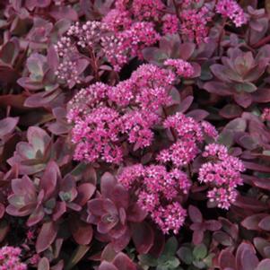 Sedum x 'Sunsparkler Firecracker'