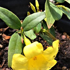 Gelsemium sempervirens 'Margarita'