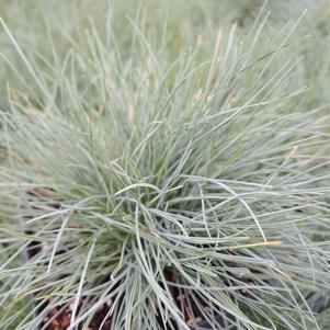 Festuca glauca 'Elijah Blue'