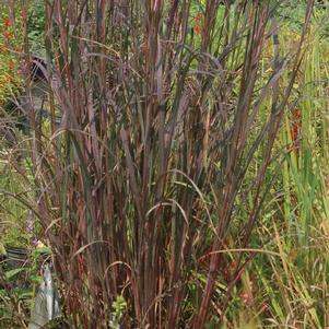 Andropogon gerardii Blackhawks