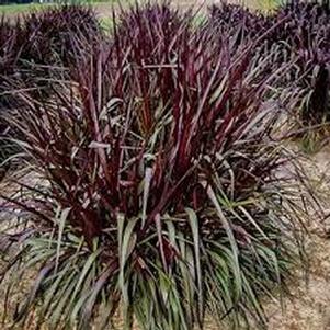 Pennisetum hybrid 'Regal Princess'