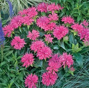 Monarda didyma 'Balbalmink'