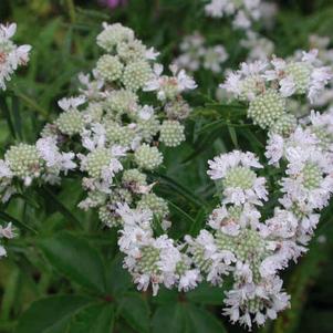 Pycnanthemum muticum 