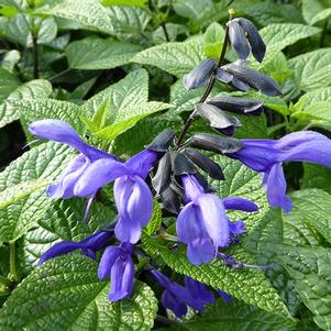 Salvia guarantica 'Black & Boom'