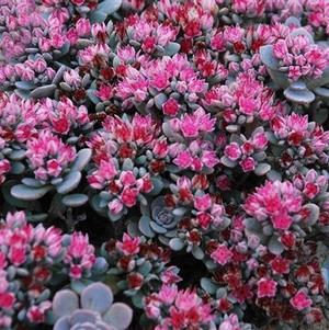 Sedum x 'Blue Elf'