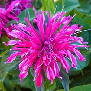 Monarda didyma 'Balbalmose'