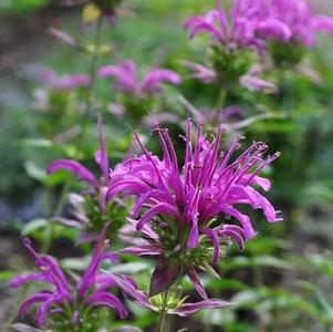 Monarda didyma 'Balbalmurp'