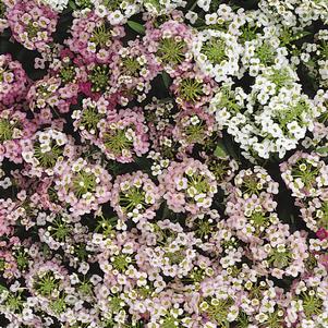 Lobularia maritima 'Easter Bonnet Mix'