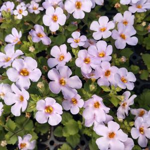 Sutera cordata 'Balmecoblu'