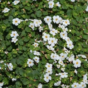 Sutera cordata 'Balmecowite'