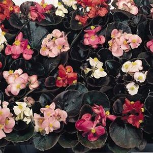 Begonia semperflorens 