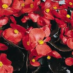 Begonia semperflorens 