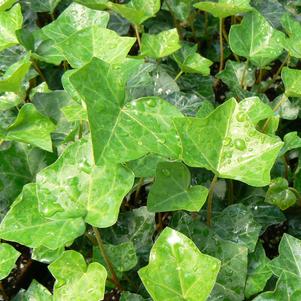 Hedera helix 'English'