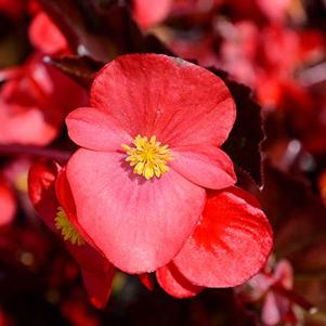 Begonia semperflorens 