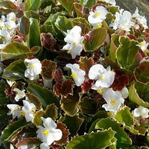 Begonia semperflorens 