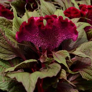 Celosia cistata 