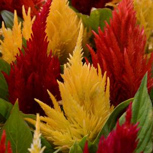 Celosia argentea 'Fresh Look Mix'