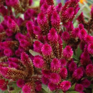 Celosia argentea 