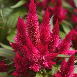 Celosia argentea 'Intenz Lipstick'